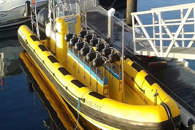Marine Safari Dolphins in their natural habitat - Who should book this marine safari?