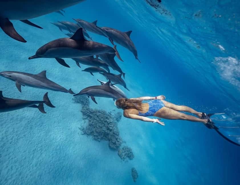 Marsa Alam: Dolphin House Adventure at Shaab Samadai Reef - Key points at a glance