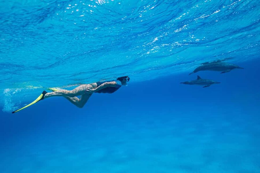 Marsa Alam: Dolphin House Adventure at Shaab Samadai Reef - The second snorkeling session and reef life