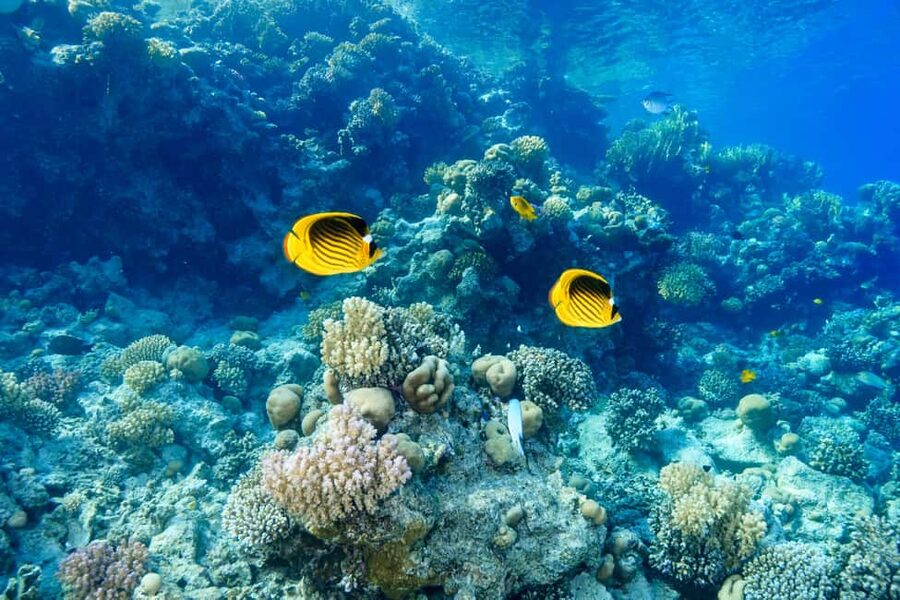 Marsa Alam: Dolphin House Adventure at Shaab Samadai Reef - Lunch, refreshments, and the rhythm of the day