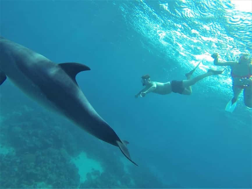 Marsa Alam: Dolphin House Adventure at Shaab Samadai Reef - Is the $69 price good value?