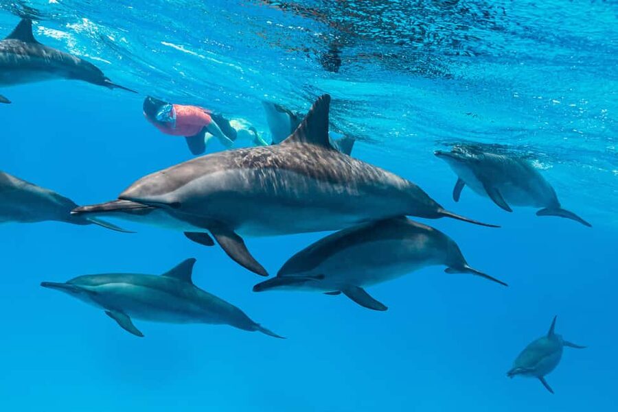 Marsa Alam: Dolphin House Adventure at Shaab Samadai Reef - Who should book this Marsa Alam boat trip?