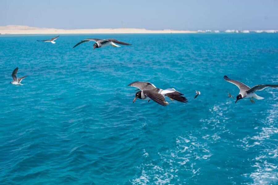 Marsa Alam: Dolphin House Adventure at Shaab Samadai Reef - What makes Shaab Samadai different