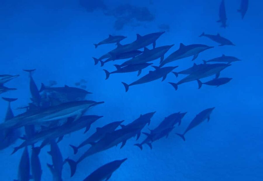 Marsa Alam:Sataya Reefs Dolphin Snorkeling Cruise with Lunch - Two guided snorkeling sessions in clear water