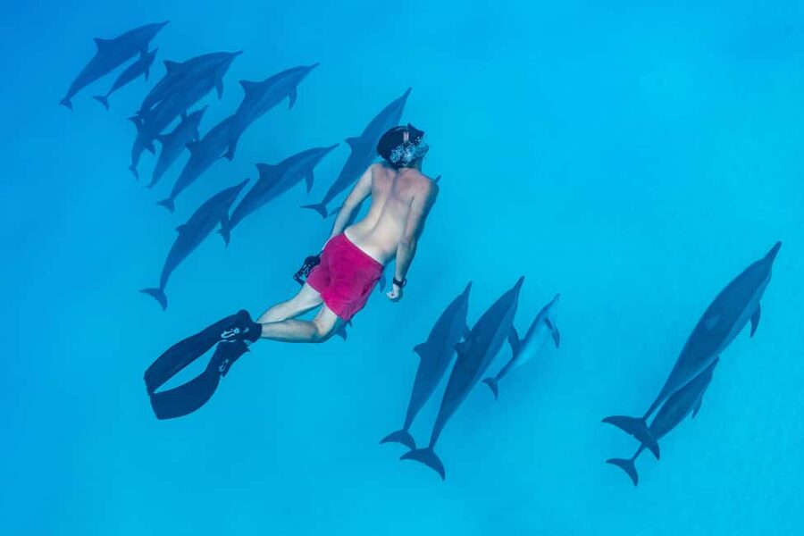 Marsa Alam:Sataya Reefs Dolphin Snorkeling Cruise with Lunch - Is the $90 price good value?