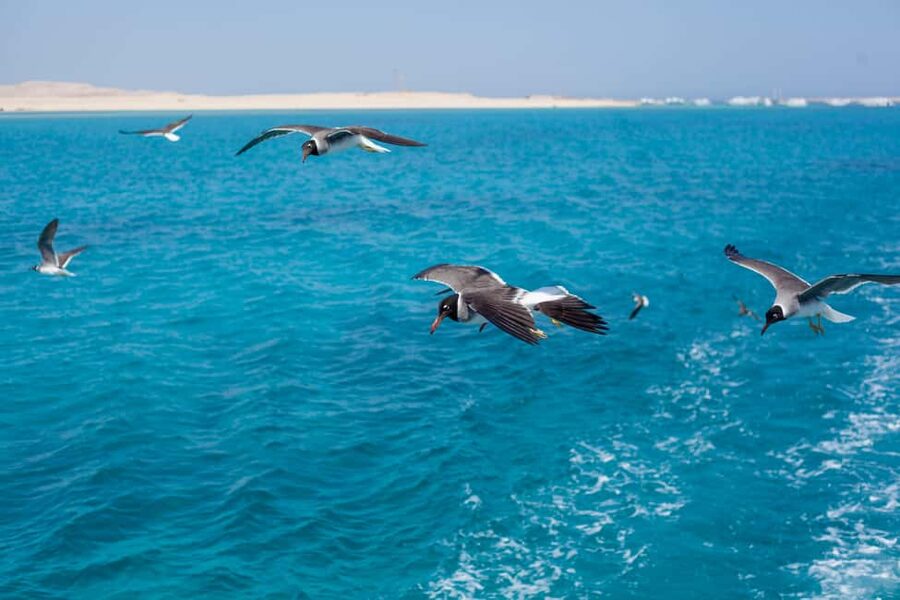 Marsa Alam:Sataya Reefs Dolphin Snorkeling Cruise with Lunch - The return journey and the true length of the day