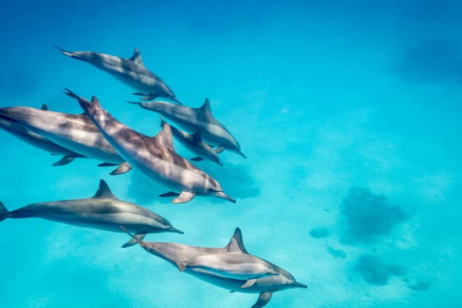 Marsa Alam:Sataya Reefs Dolphin Snorkeling Cruise with Lunch - What to bring and how to prepare