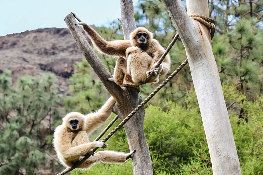 Maspalomas: Palmitos Park Ticket with Dolphin and Bird Shows - Key points at a glance