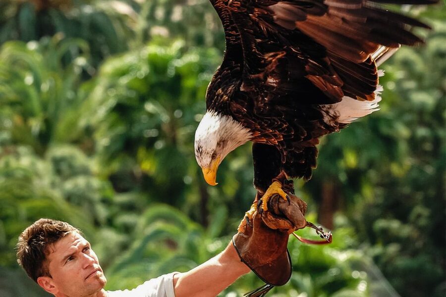 Maspalomas: Palmitos Park Ticket with Dolphin and Bird Shows - Why Palmitos Park works as a Maspalomas day out