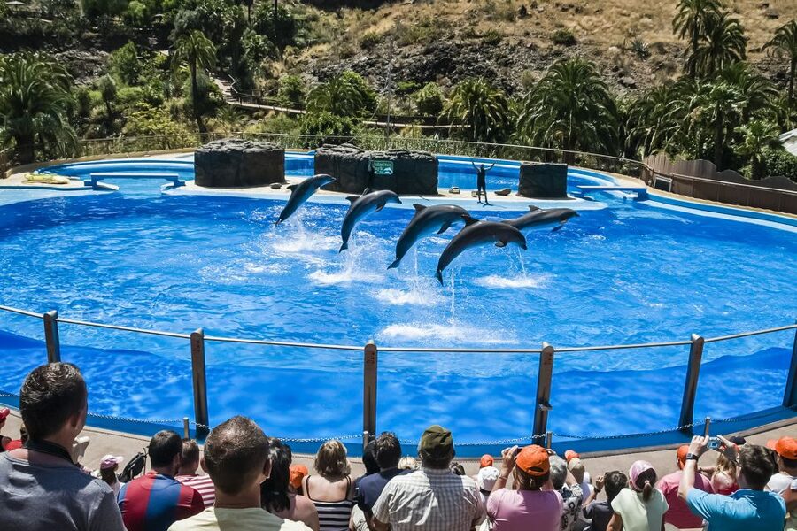 Maspalomas: Palmitos Park Ticket with Dolphin and Bird Shows - The dolphinarium is the emotional high point