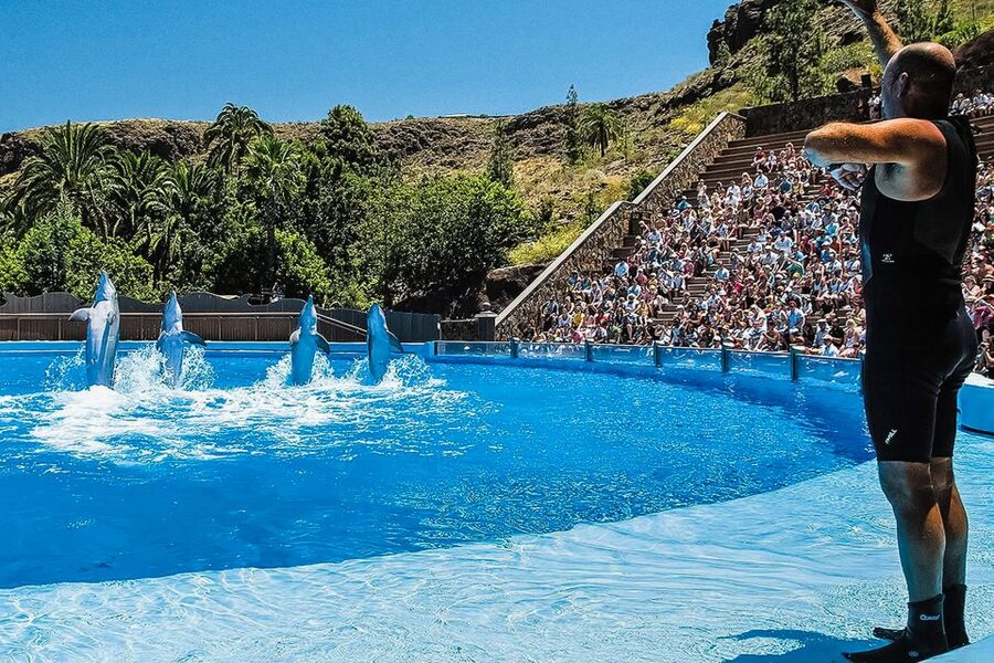 Maspalomas: Palmitos Park Ticket with Dolphin and Bird Shows - Birds of prey in a mountain setting