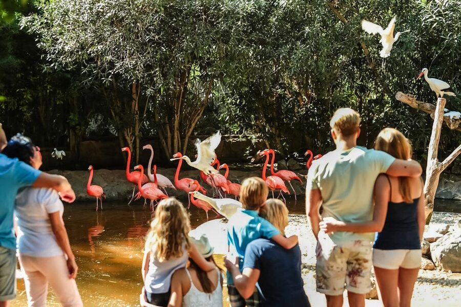 Maspalomas: Palmitos Park Ticket with Dolphin and Bird Shows - Butterflies, orchids, and the tropical plant collection