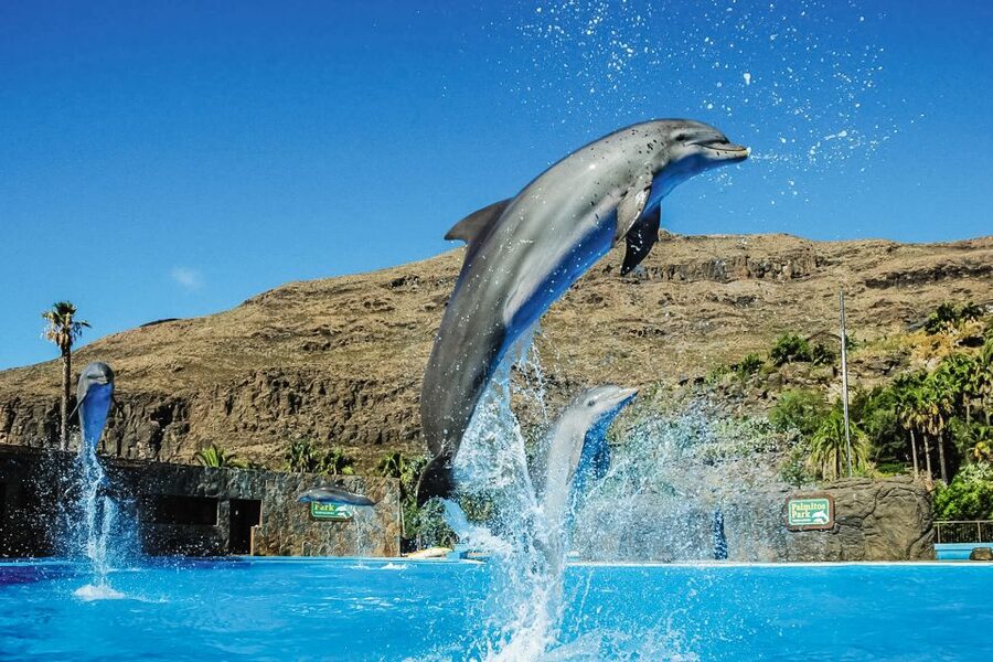 Maspalomas: Palmitos Park Ticket with Dolphin and Bird Shows - The walking is the catch