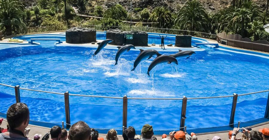 Maspalomas: Palmitos Park Ticket with Dolphin and Bird Shows - Start with the map, then plan around the shows