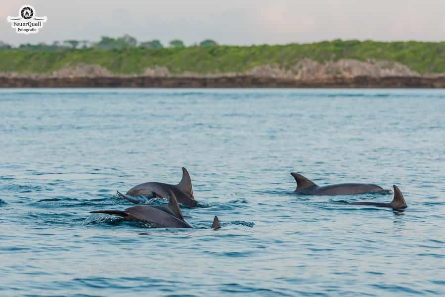 Matemwe: Mnemba Island Dolphin & Snorkeling Boat Trip - What the Matemwe to Mnemba trip is really like