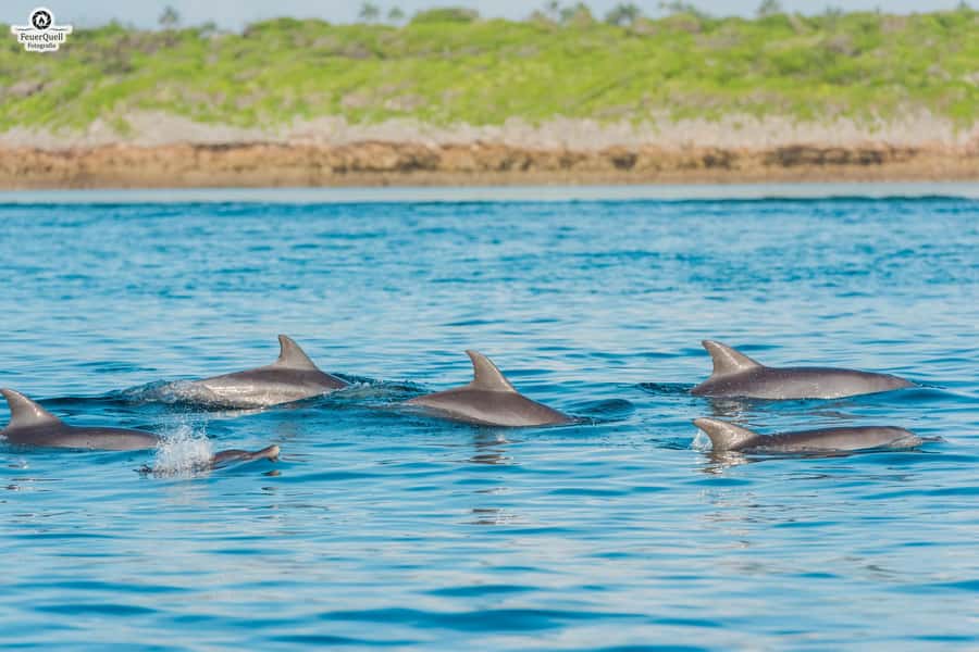 Matemwe: Mnemba Island Dolphin & Snorkeling Boat Trip - The sandbank, fruit, and open-water break