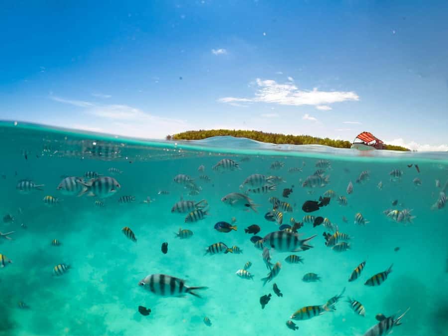 Matemwe: Mnemba Island Dolphin & Snorkeling Boat Trip - The crew is a major part of the value