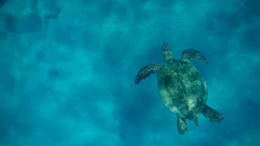 Maui and Lanai: Snorkel and Dolphin Adventure Tour - Boarding the shaded small boat