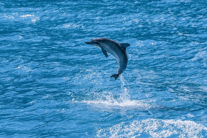 Maui Eco-Raft: 2 Hour Dolphin Watch Sightsee Tour (Semi-Private) - Coastal sightseeing without a snorkeling commitment