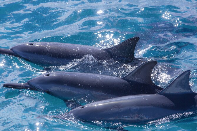Maui Eco-Raft: 2 Hour Dolphin Watch Sightsee Tour (Semi-Private) - Is $96.52 a fair Maui price?