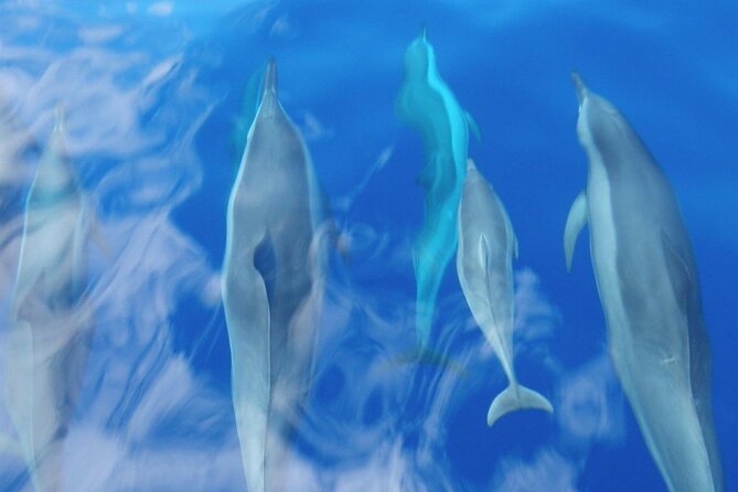 Maui Eco-Raft: 2 Hour Dolphin Watch Sightsee Tour (Semi-Private) - Who will enjoy this raft trip most?