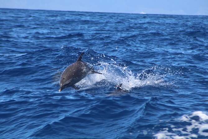 Maui Eco-Raft: 2 Hour Dolphin Watch Sightsee Tour (Semi-Private) - Searching for dolphins off Maui and Lanai