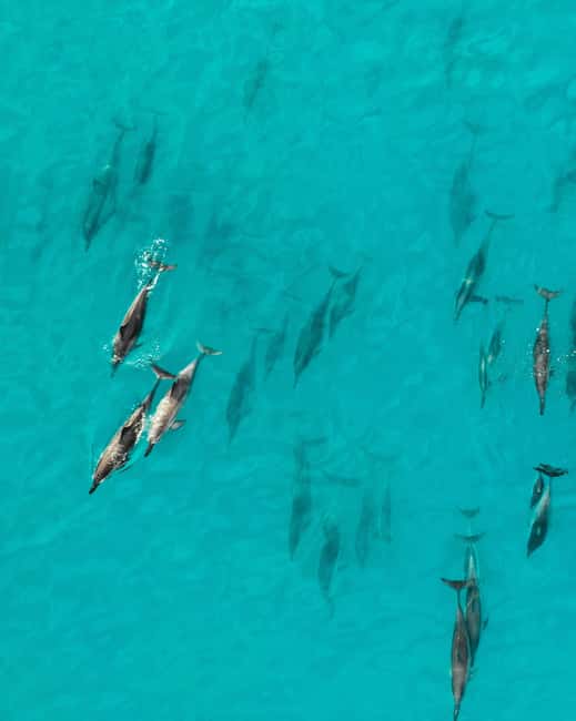 Maui: Eco-Raft Dolphin Watch Tour with Snacks - Searching West Maui And Lanai For Dolphins