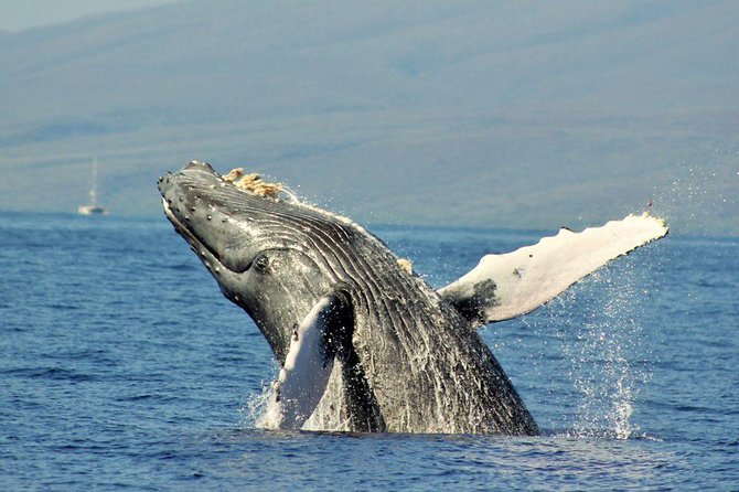 Maui Eco-Raft Tour: Eye-Level Whale or Dolphin Watching - Lahaina - Summer dolphin trips and coastal views