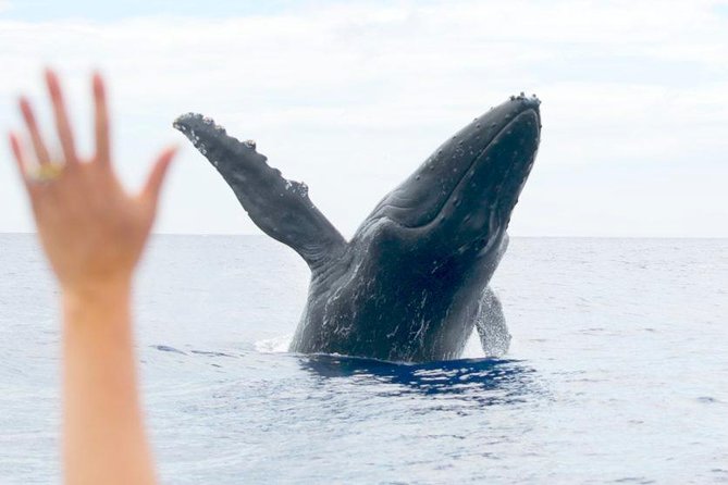 Maui Eco-Raft Tour: Eye-Level Whale or Dolphin Watching - Lahaina - A practical look at the 2.5-hour itinerary