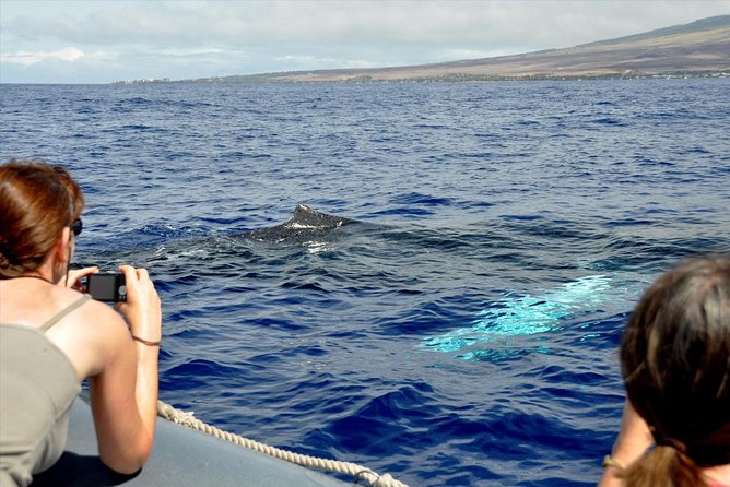 Maui Eco-Raft Tour: Eye-Level Whale or Dolphin Watching - Lahaina - Sun, spray, seating, and what to bring