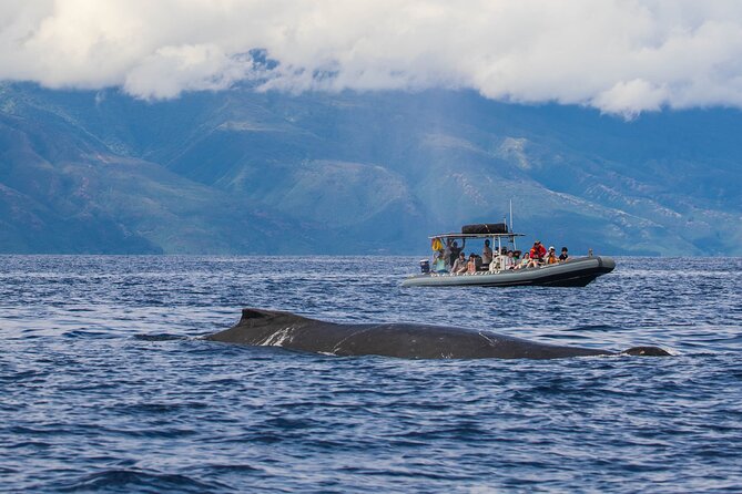 Maui Eco-Raft Tour: Eye-Level Whale or Dolphin Watching - Lahaina - Who will enjoy this tour most?