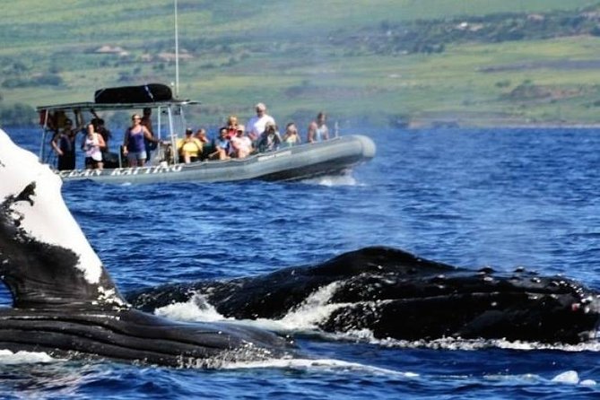Maui Eco-Raft Tour: Eye-Level Whale or Dolphin Watching - Lahaina - December through April: following Maui’s humpback whales