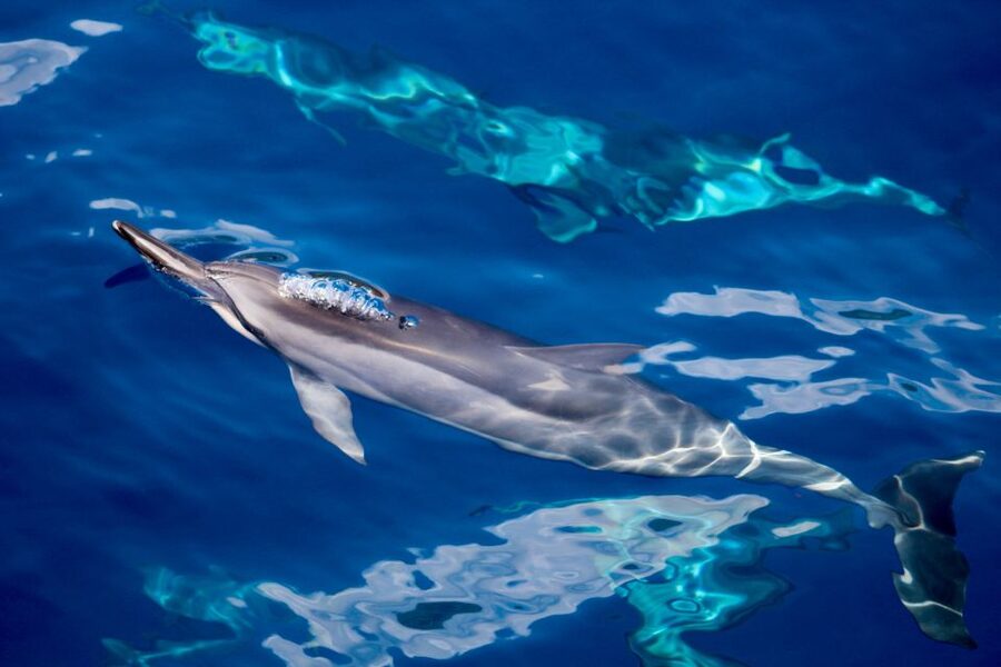 Maui: Lanai Snorkel & Dolphin Watch with Lunch - Key points at a glance