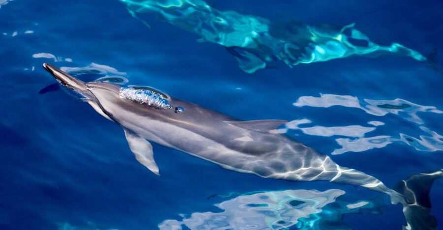 Maui: Lanai Snorkel & Dolphin Watch with Lunch - Snorkeling Lanai’s reef for about 90 minutes