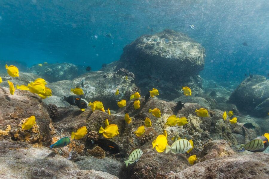 Maui: Lanai Snorkel & Dolphin Watch with Lunch - The crossing to Lanai is part wildlife cruise