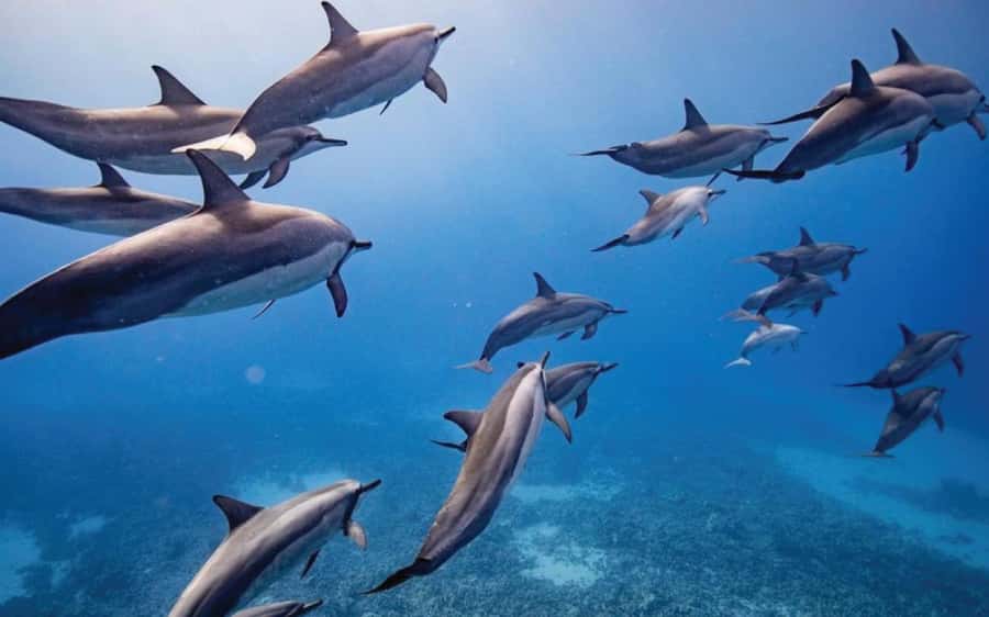 Maui: Semi-Private Eco-Raft Lanai Snorkel & Dolphin Tour - Quick take: what makes this Lanai trip different