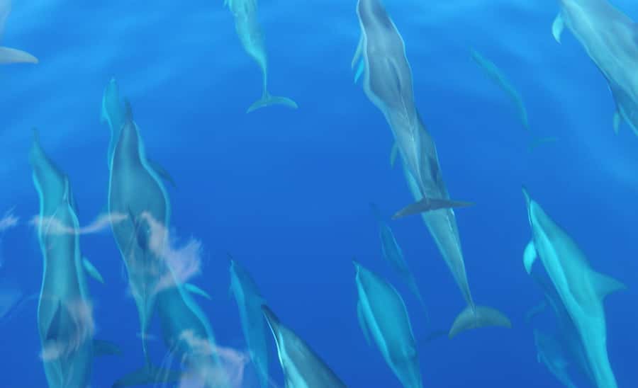 Maui: Semi-Private Eco-Raft Lanai Snorkel & Dolphin Tour - What the small-group setup is worth