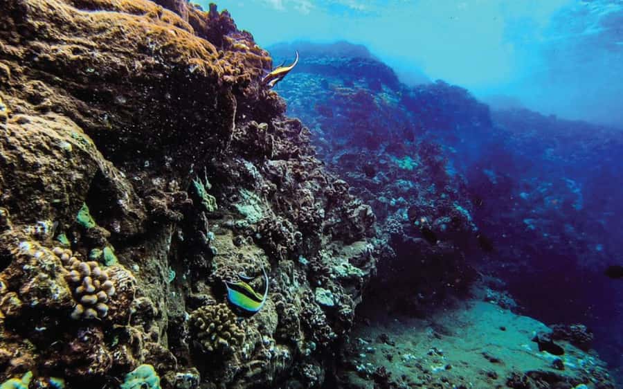 Maui: Semi-Private Eco-Raft Lanai Snorkel & Dolphin Tour - Who will enjoy this most