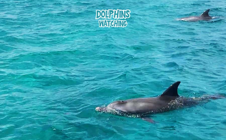 Mauritius: Benitier Island - Swim Dolphins - Speedboat & BBQ - Key points to know before booking