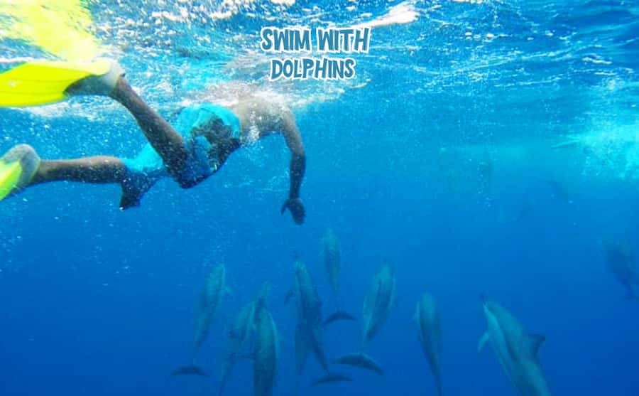 Mauritius: Benitier Island - Swim Dolphins - Speedboat & BBQ - Swimming with wild dolphins near Black River