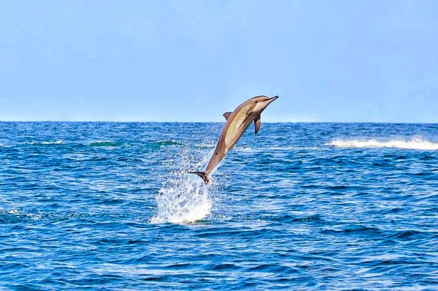 Mauritius Dolphin Encounter and Geographic Marvels Tour - The Aquarium is a bonus, not a promise