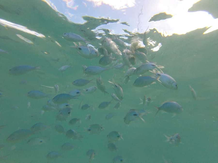 Mauritius: Dolphin Encounter, Trou aux Cerf and Grand Bassin - Why this Mauritius day tour works