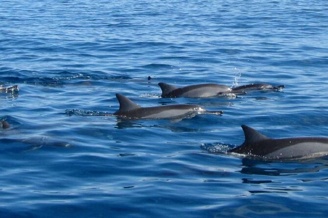 Mauritius : Dolphins Swim and Ile Aux Bénitiers with BBQ - Snorkeling over a Black River coral reef