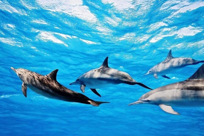 Mauritius : Dolphins Swim and Ile Aux Bénitiers with BBQ - Group size, guides, and the pace of the day