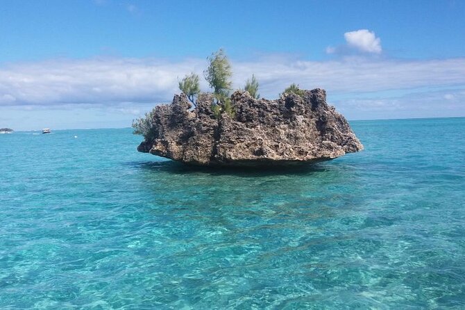 Mauritius : Dolphins Swim and Ile Aux Bénitiers with BBQ - Swimming with spinner and bottlenose dolphins
