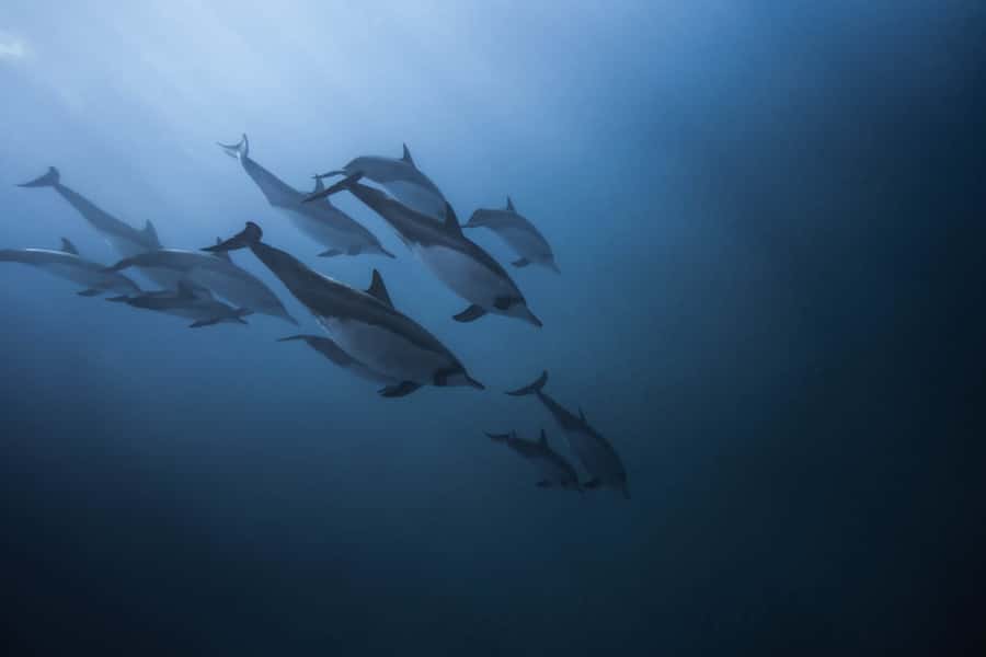 Mauritius: Dolphins watch half-day - An early start on Mauritius’s west coast