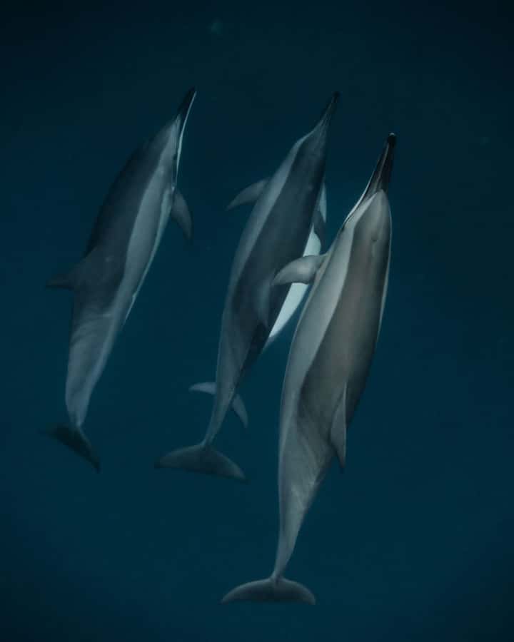 Mauritius Le Morne: Eco-Friendly Dolphin Watching Tour - Key points to know before booking