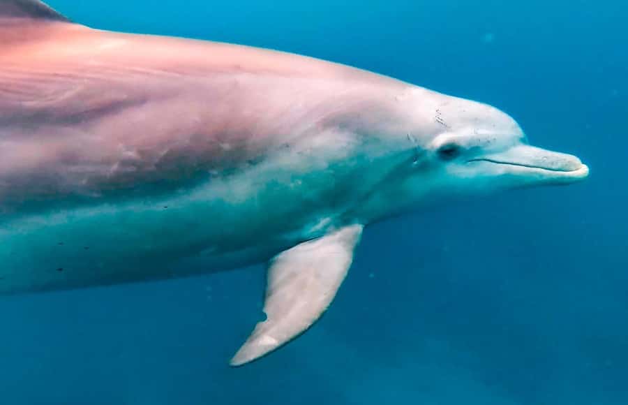 Mauritius Le Morne: Eco-Friendly Dolphin Watching Tour - Leaving Le Morne before the boats gather
