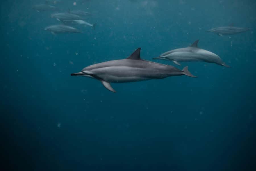 Mauritius Le Morne: Eco-Friendly Dolphin Watching Tour - What the crew does well, and where limits remain
