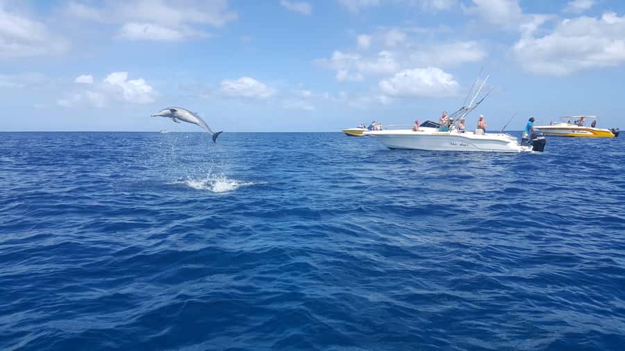 Mauritius: Ocean Swim with Dolphins - Key points to know before you book